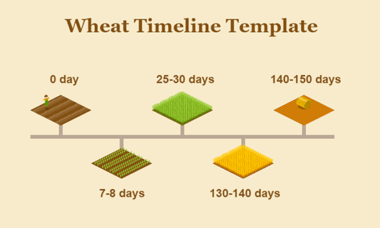 Wheat Timeline Template