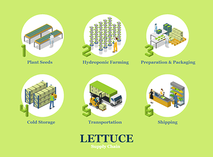 Lettuce Supply Chain